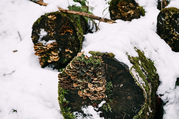 Tinderzwammen groeiden op gekapte rotte bomen die in de sneeuw in het bos lagen