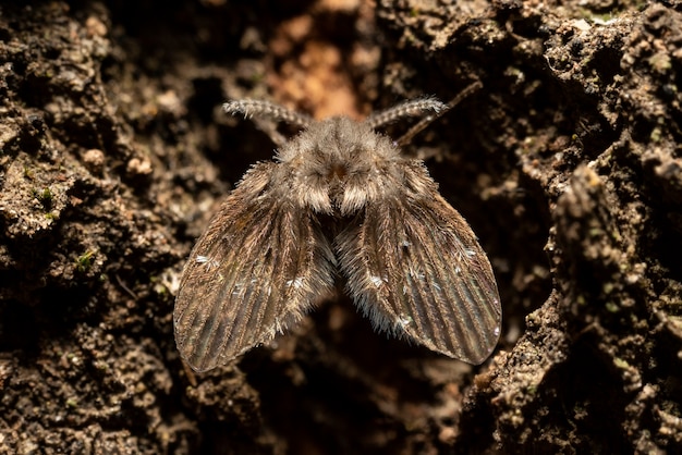 tini mosquito on a wood