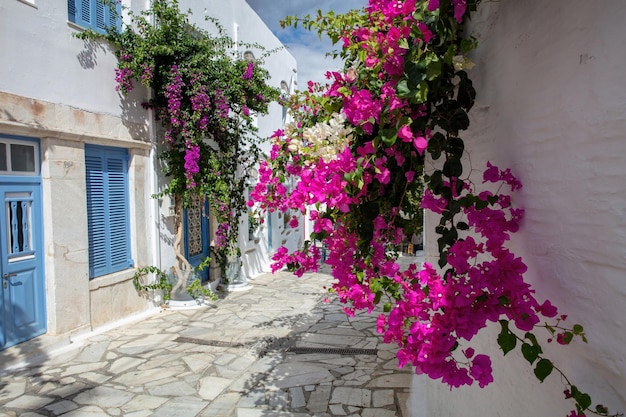 Tinos eiland Griekenland Cycladische architectuur in het dorp Pyrgos Verharde steeg roze bougainvillea