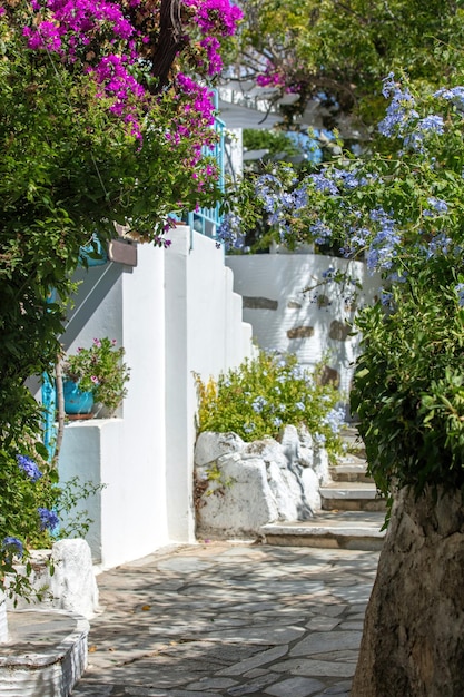 Tinos island Greece Cycladic architecture at Volax village Paved alley pink bougainvillea