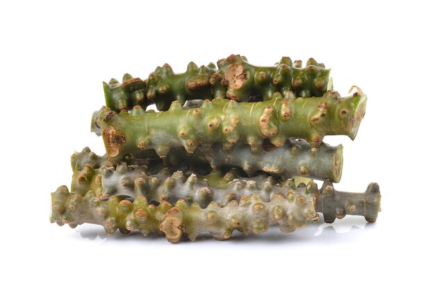 Tinospora cordifolia herb on white background