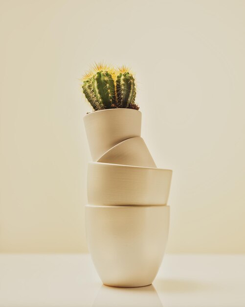 Tinted minimalistic composition with small cactus in white clay pots on white table with reflection