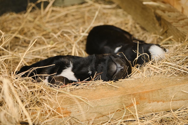 Tiny Alaskan huskies from kennel of northern sled dogs sleep next to each other in wooden box on hay