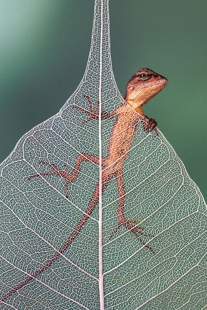 Photo tiny baby garden lizard in dried leaf