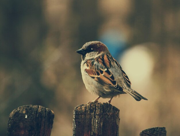 Photo tiny bird perched on a fence post next to a blue sky