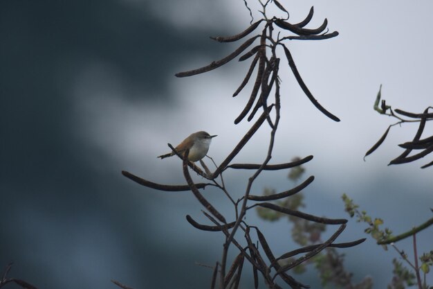 Photo tiny birdweather love