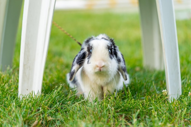 Tiny black and white bunny rabbit baby in the grass under the garden chair. symbol of new year 2023