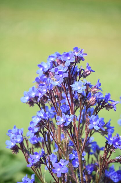 Tiny blue flowers in bloom in the spring