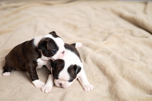 A tiny Boston Terrier puppy lies on a beige blanket Pets Dog Sweet Cute High quality photo