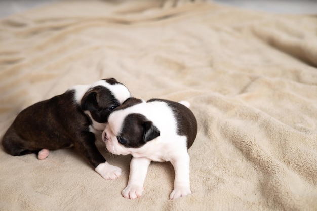 작은 보스턴 테리어 강아지는 베이지색 담요에 누워 애완 동물 개 달콤한 귀여운 고품질 사진
