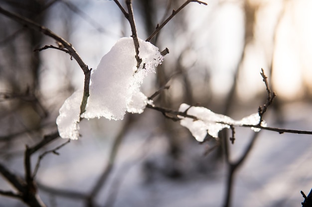 Tiny Branch Covered in frozen snow and forest in bokeh