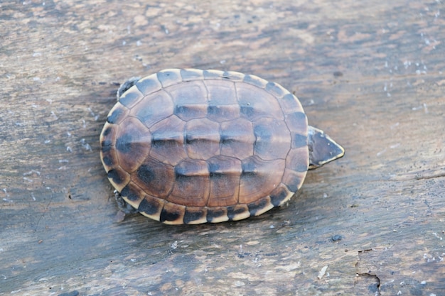 La piccola tartaruga marrone vive sul vecchio tronco in un piccolo stagno