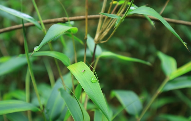 Piccolo insetto che riposa su una foglia di pianta selvatica con gocce di rugiada nella foresta