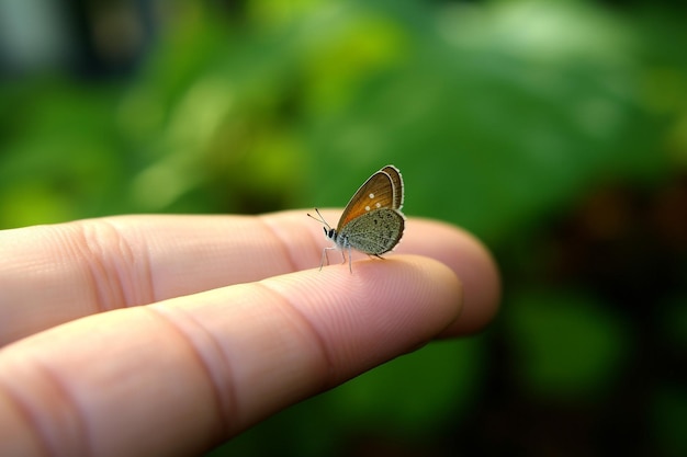 a tiny butterfly background