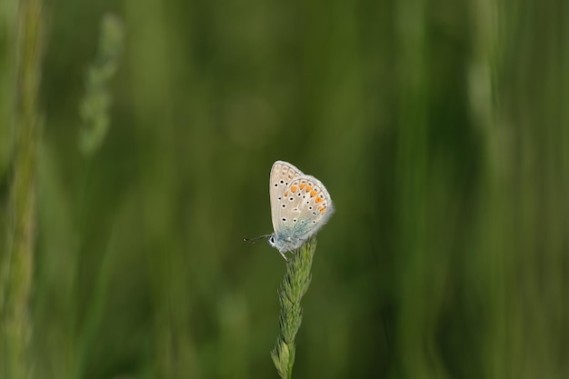 小さな蝶 自然写真 一般的な青い蝶