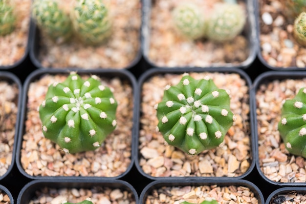 Tiny cactus flower pot on black tay for sale