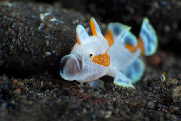 Photo a tiny clown frogfish - antennarius maculatus yawns. underwater macro world of bali.