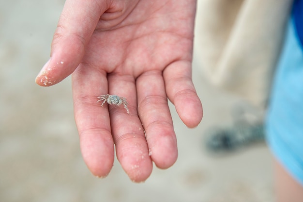 Tiny crab on woman hand