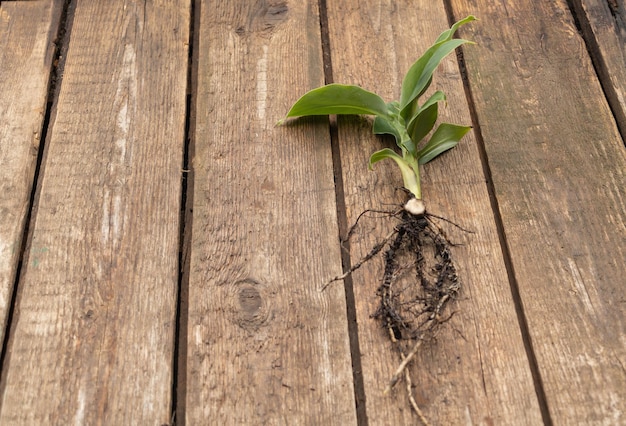 Tiny Dwarf Cavendish banana tree on wooden background In the process of Repotting Copy Space