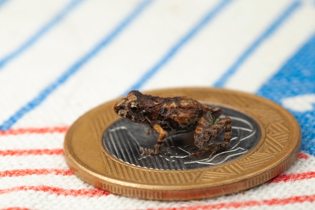 Photo tiny frog over a coin