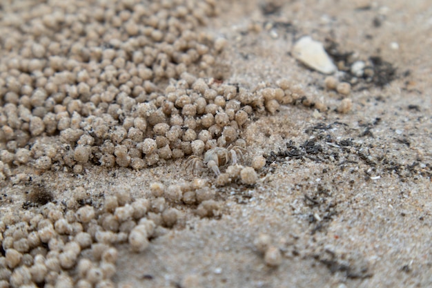 Tiny Ghost crab on wet sand.