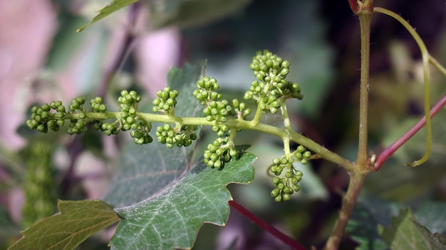 Photo tiny grapes tiny grapes on the vine