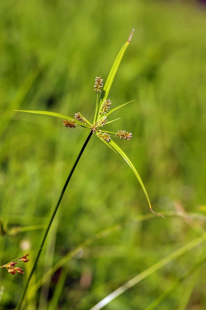 A tiny green grass growing in the field