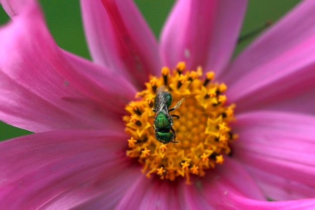 ピンクのコスモスの花びらに花粉を集める小さな緑の昆虫