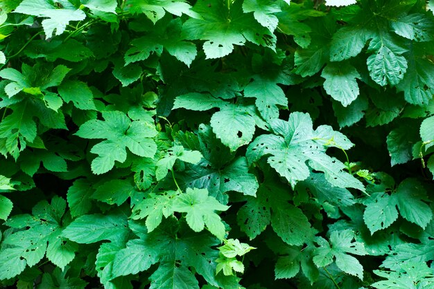 Tiny green leaves background.