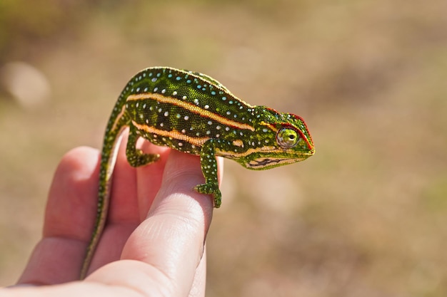 Foto tiny jeweled campan kameleon - furcifer campani - rustend op de hand van de blanke. kameleons zijn endemisch in madagaskar en zijn te zien in andringitra national park