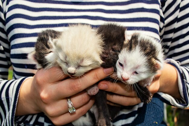 Foto piccoli gattini ciechi appena nati nei palmi delle mani