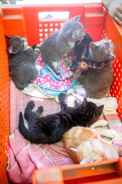 Tiny kittens find comfort in a plastic box seeking comfort