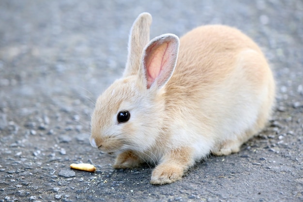 Tiny light brown Rabbit