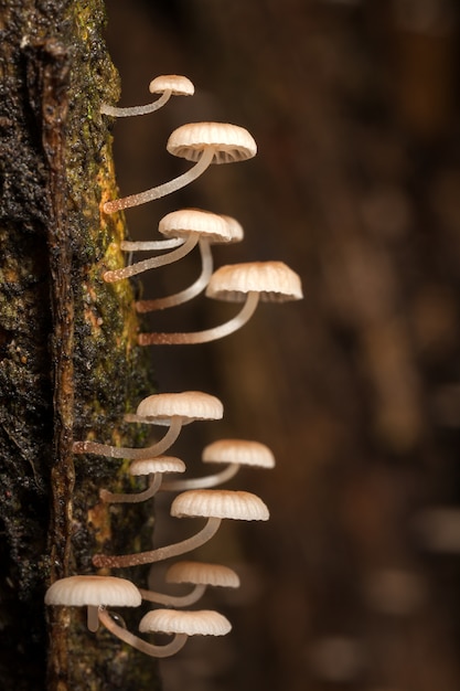 Photo tiny mushroom on wet tree