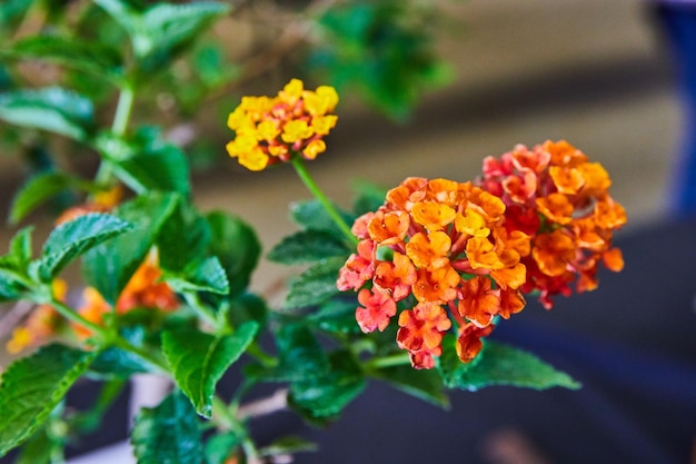 Tiny orange and yellow flowers on West Indian Lantana tree branches of bonsai tree