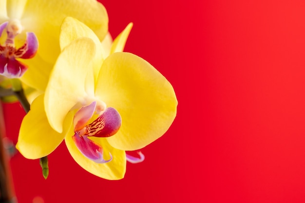 Piccoli fiori di orchidea su sfondo rosso si chiudono