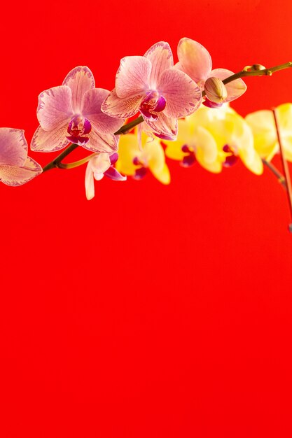 Foto fiori minuscoli dell'orchidea sulla parete rossa