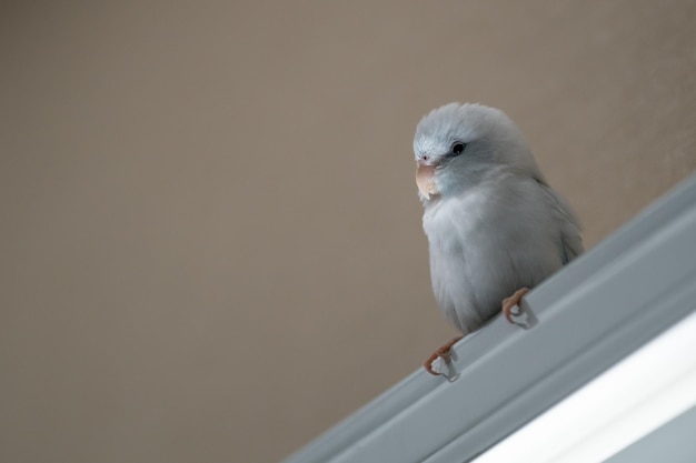 Tiny parrot parakeet white forpus bird Birds on Home blinds shade shade curtains blind