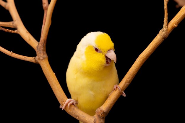 Photo tiny parrot parakeet yellow forpus bird pacific parrotlet rest on branch