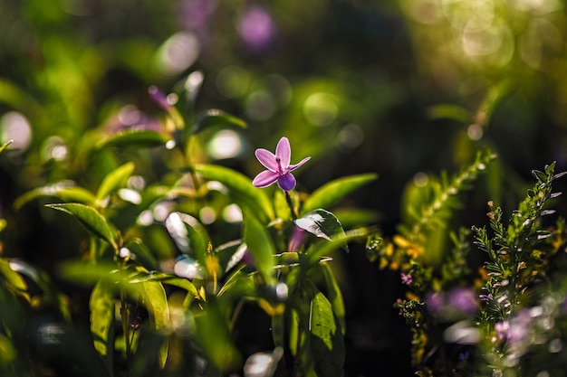 Tiny pink flower in garden