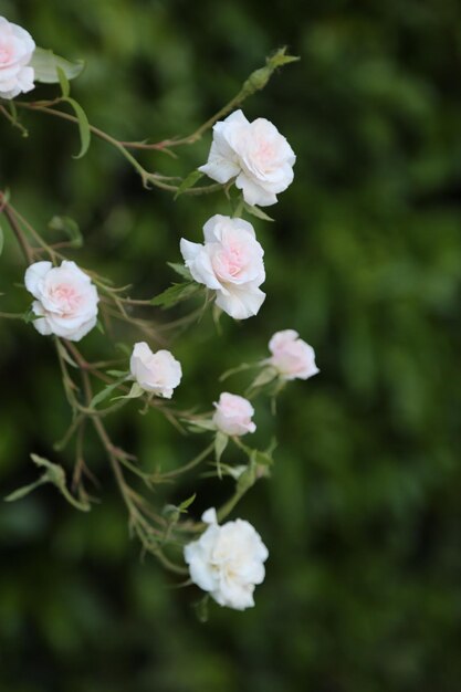 Tiny pink roses