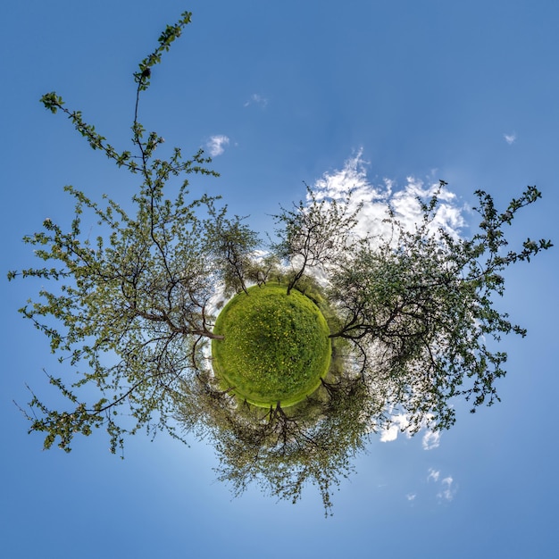 Tiny planet transformation of spherical panorama 360 degrees Spherical abstract aerial view on green maple forest Curvature of space