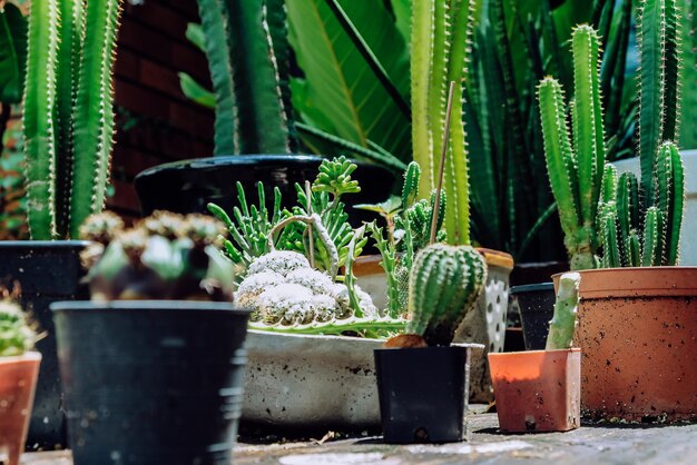 写真 鉢 の 家 の 装飾 に 置か れ た 小さな 鉢 の カクタス 植物