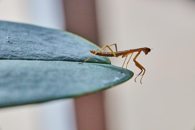 Tiny pray mantis baby on green leaf