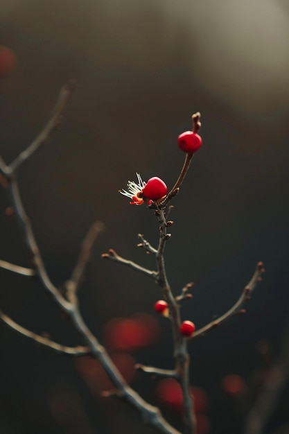 Photo a tiny red dot pin representing a martisor