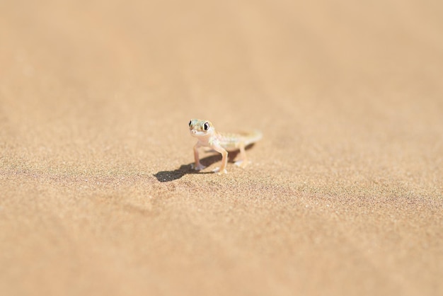 砂漠の砂丘にある小さなヤモリの小さな砂の住人のクローズアップショット