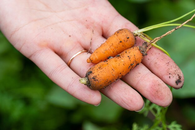 Крошечная, маленькая и свежая морковь с вершинами в руке крупным планом