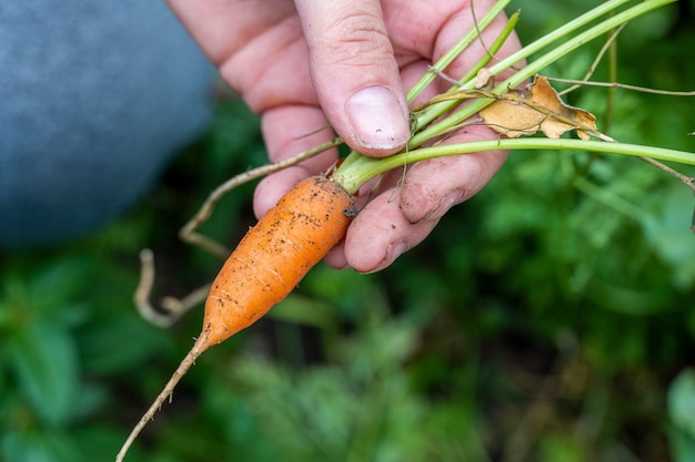 Tiny, small and fresh carrot with tops in hand