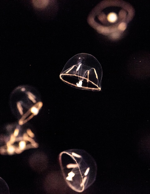 Photo tiny umbrella jellyfish called eutonia indicans is small and doesnt grow very large