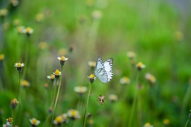 Tiny white butterfly hanging on little flower in the bush